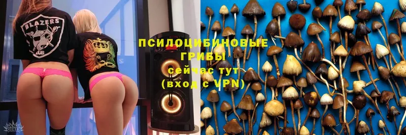 сколько стоит  Новокузнецк  Псилоцибиновые грибы Magic Shrooms 